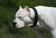 dogo